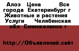 Алоэ › Цена ­ 150 - Все города, Екатеринбург г. Животные и растения » Услуги   . Челябинская обл.,Еманжелинск г.